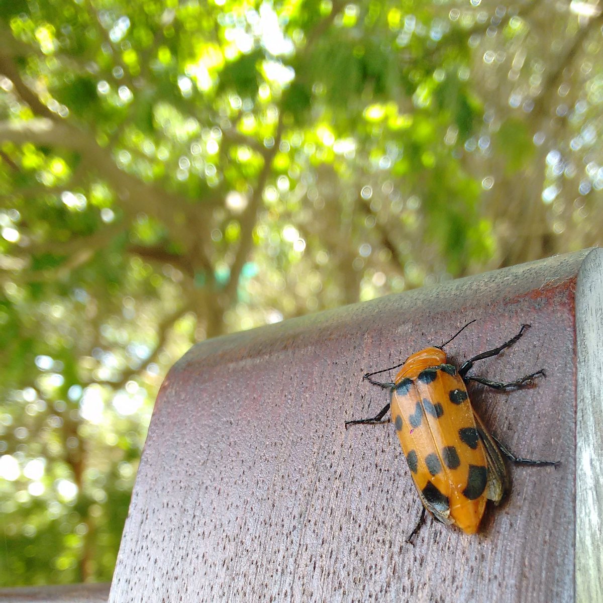VivaComAtitude's tweet photo. Ilustre presença do dia 🐞😍❤ https://t.co/1b4kiIvHIX