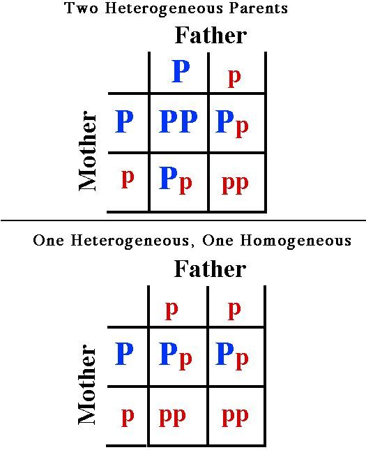 parkinsons_d's tweet photo. This is a picture of a Punnett square with people who have Parkinson's Disease. https://t.co/3wOIqQ8AeX