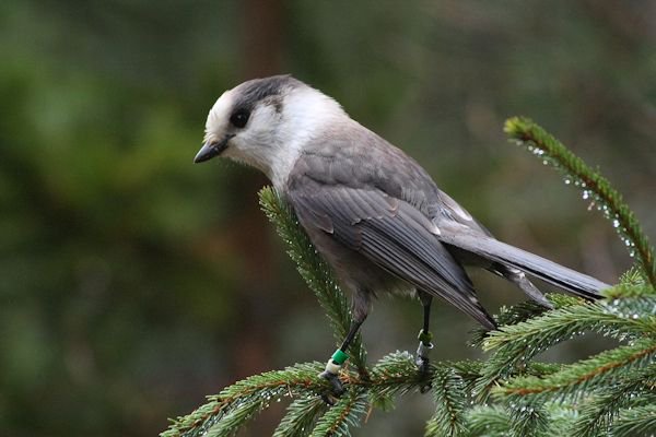FishWildlifeON's tweet photo. #CanadaBird characterizes the best of the country’s national traits - smart, hardy &amp; friendly! #GrayJay https://t.co/56S1ViQCFc https://t.co/0MZQR60jc7