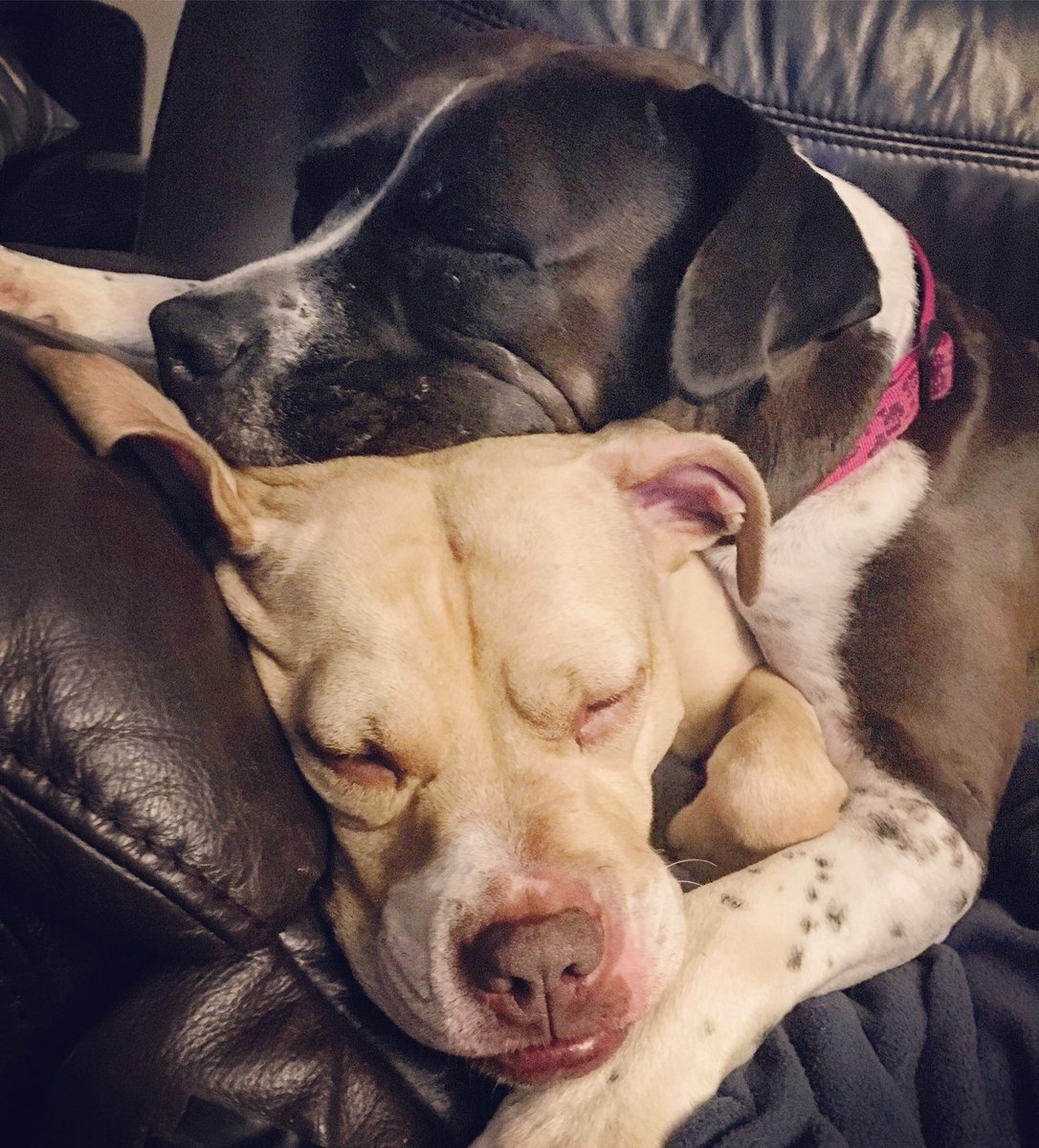 holly2meal's tweet photo. Dogs cute af.  @pitbulIpics #adventuresofstelladaisy https://t.co/Dzn7q9IQvu
