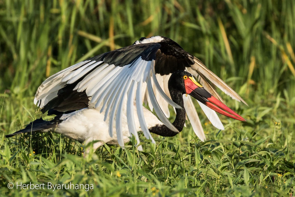African Birding Expo tweet media