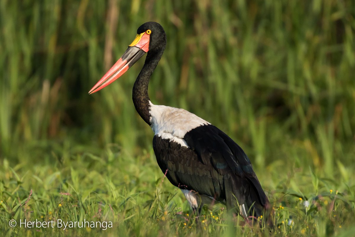 African Birding Expo tweet media