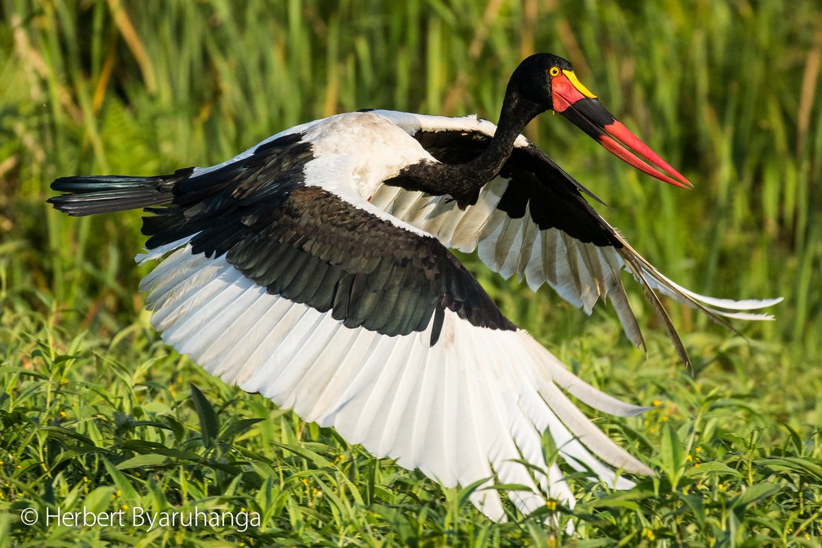African Birding Expo tweet media