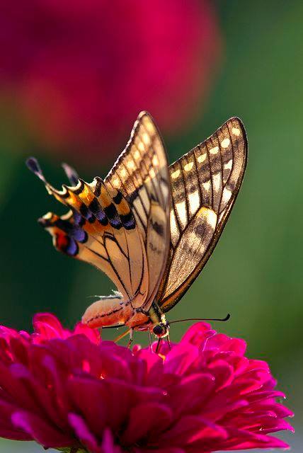 *** LAS MARIPOSAS DEL RINCON DE ENERI *** - Página 27 Cxee12JWgAAe-9o