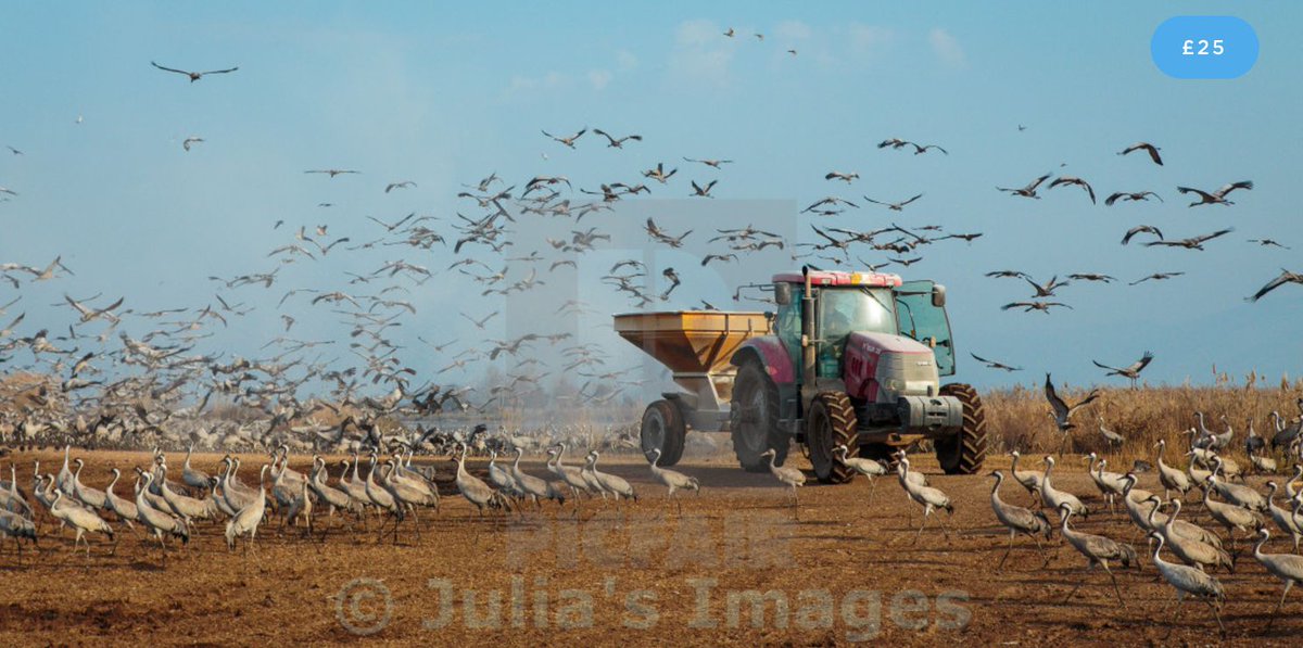 Number 22 in this week’s Picks - 'Feeding common cranes, Hula Valley in Israel’. See more here: 

picfair.com/blog/picfair-p…