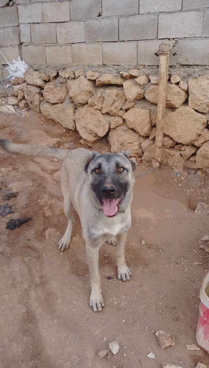 "Deli gönül pes etmez ki istersende pes de
Sus fazla bağırma bak kangallar kafeste" <a href="/Killa_Hakan_36/">Killa Hakan</a>