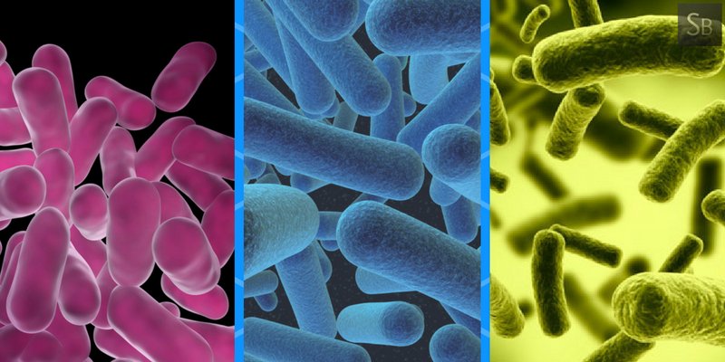 #SupplementsBank   #Health   #Probiotics   #ProbioticStrains   #Lactobacillus   #Acidophilus  

supplementsbank.com/lactobacillus-…