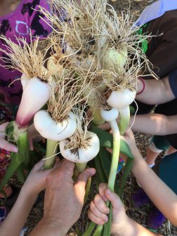 REAL School Gardens tweet media