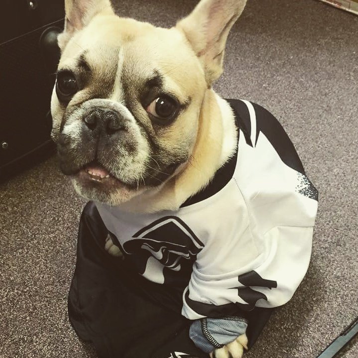 We have a Jersey for everyone #puppy #franchie