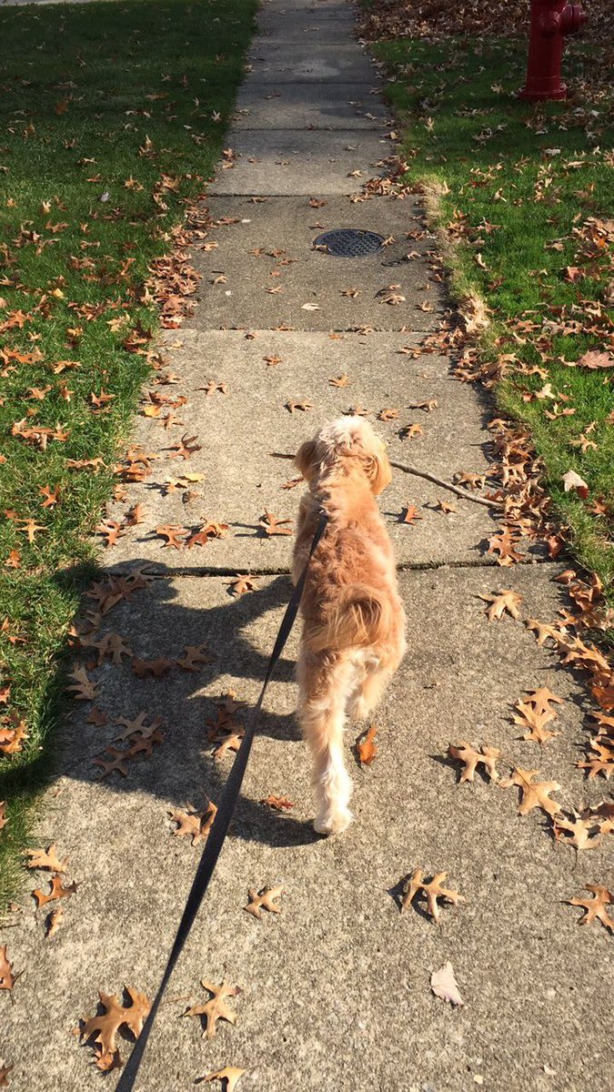 amyschirra's tweet photo. Just a puppy and his stick 😍😂💗 https://t.co/ag28Pbj62n