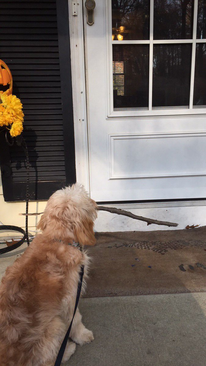 amyschirra's tweet photo. Just a puppy and his stick 😍😂💗 https://t.co/ag28Pbj62n