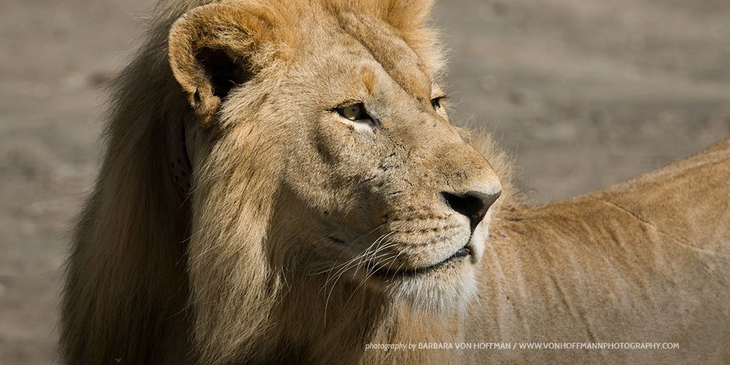 AWF_Official's tweet photo. A world without lions is a world we never want to see. RT if you agree we need to save these big cats. #AWFadvocate https://t.co/c0ax5x2tB2