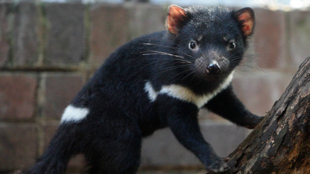 AusUnlimited's tweet photo. Australian research has found milk from Tasmanian devils could help fight #antibiotic resistant #superbugs https://t.co/IXOcD5Qfzs https://t.co/saI7GJiYKP