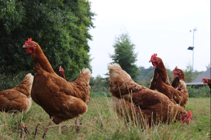 <a href="/rangermagazine/">Ranger Magazine</a> What age do you let your poultry outside? Help us review our organic standards. bit.ly/StandardsConsu… #SAStandards