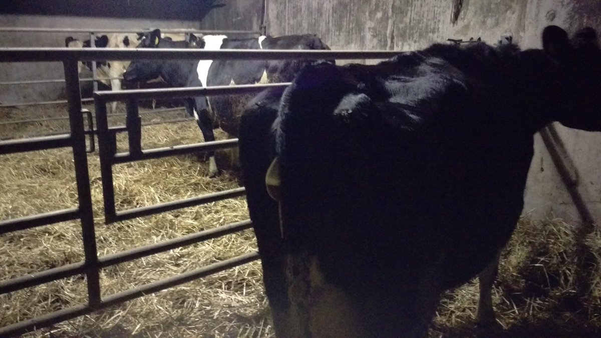 HaroldKingston1's tweet photo. You do realise I'm guest speaker at Ovens @IFAmedia AGM tonight? Course you do #conspiracy #calving16 #Farm365 https://t.co/19l0CwPMoW