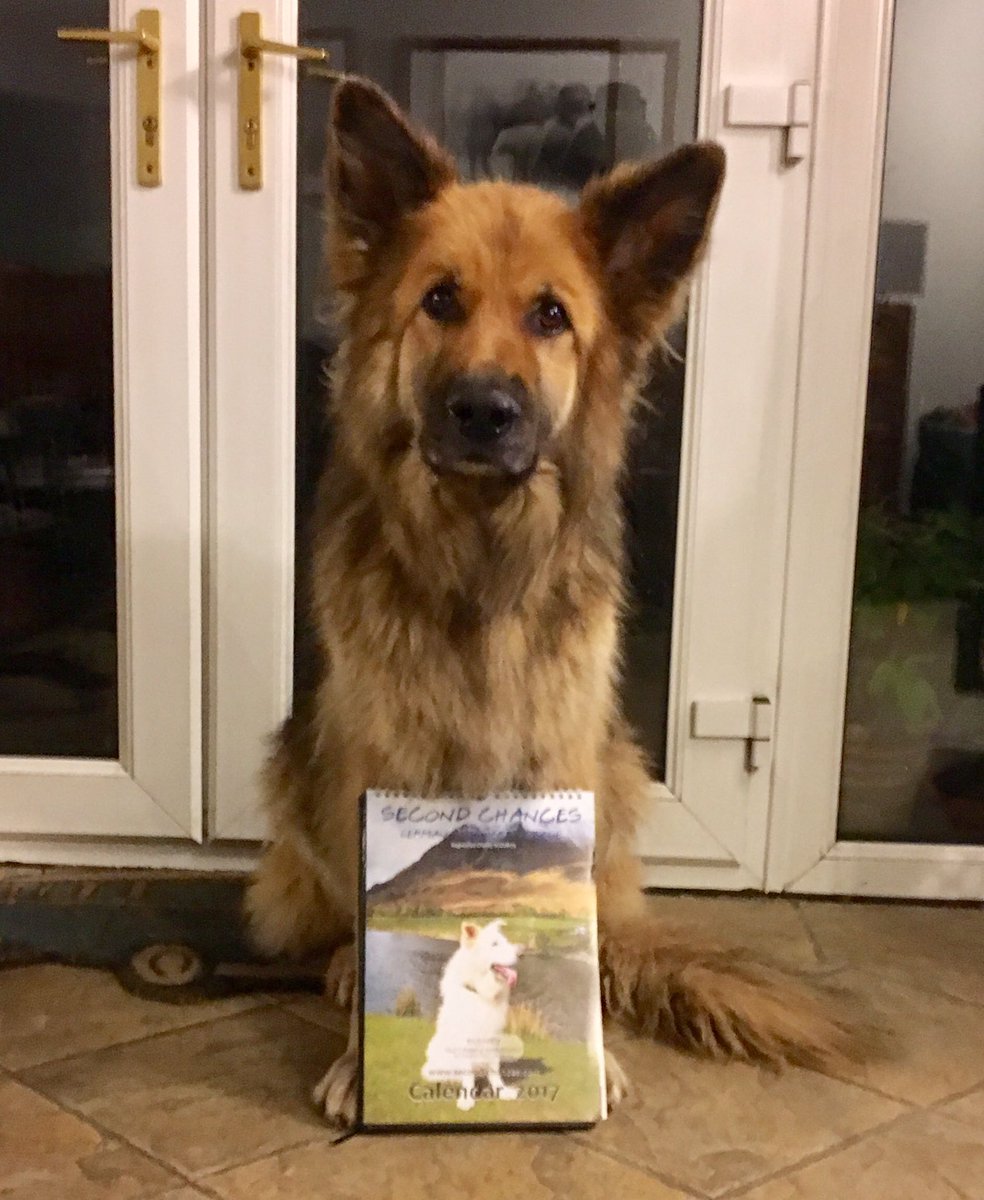 SCGS_R's tweet image. Our 2017 Calendars are here. Contact me to order. £5 + 1.27 pp each. All proceeds go to the care of the dogs. Troy guarding the calendars.