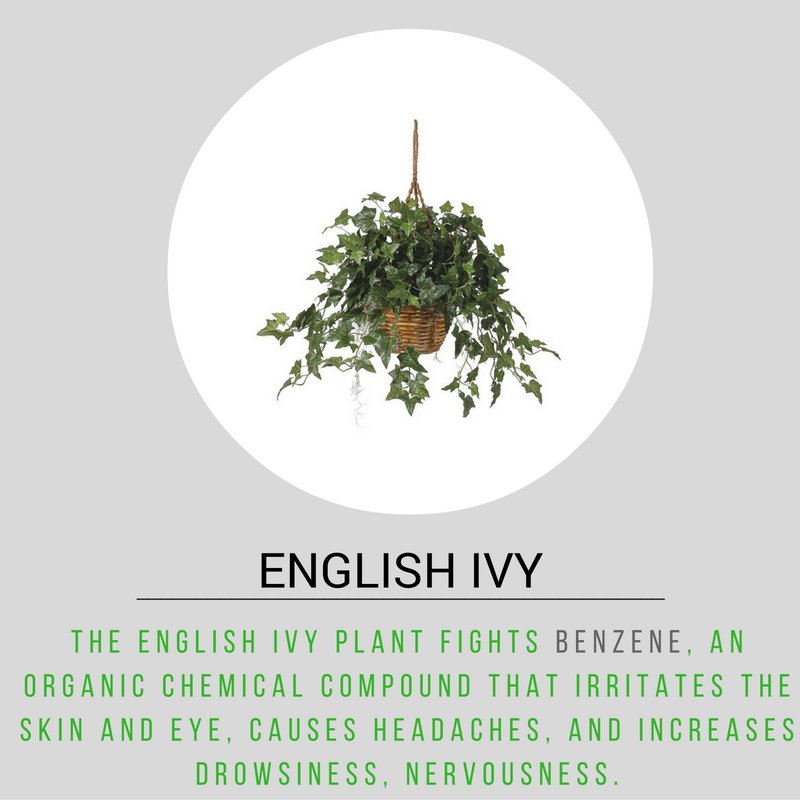 Support4Planet's tweet image. Looking for clean air solutions?  Try the English Ivy - a simple fix for any office or home area and perfect for the holiday season.