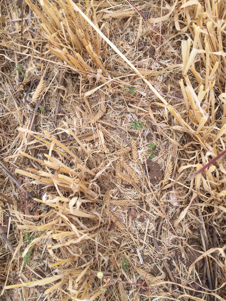 Brizza11Jason's tweet photo. The difference between scope and compass head retention 5 meters apart. https://t.co/luaWKj3P5K