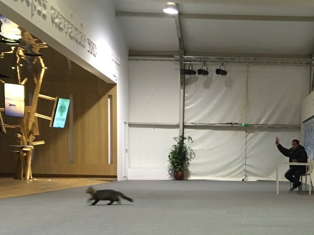 Many #cats in the town and here too!