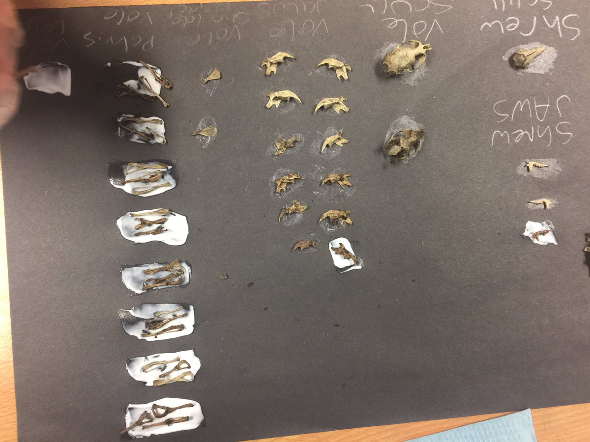 MissCargill25's tweet photo. Displaying all of the bones found in the owl pellets!! 🐸🐭🐹🐜 @SSERCofficial  #science #primary7 @RosemountPS https://t.co/i7QrPt8WtV