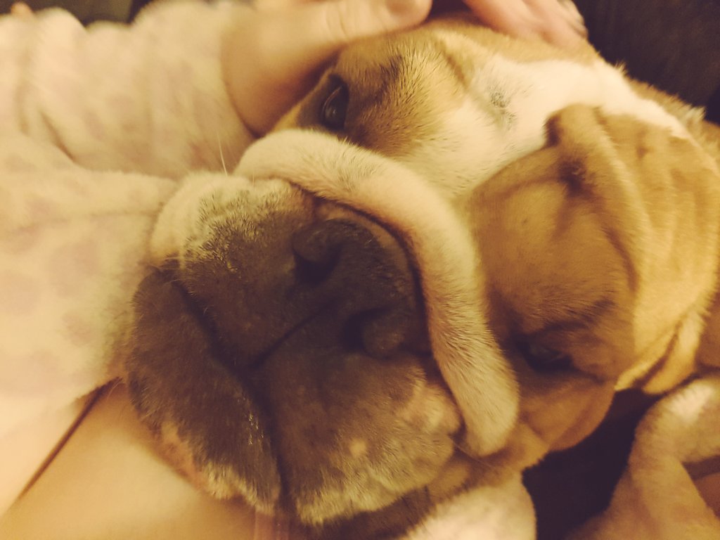 BullyMagic's tweet image. Peggy had a bit of an accident this morning and knocked her hip out of place. She is fine and well. Just resting as had some pain relief.