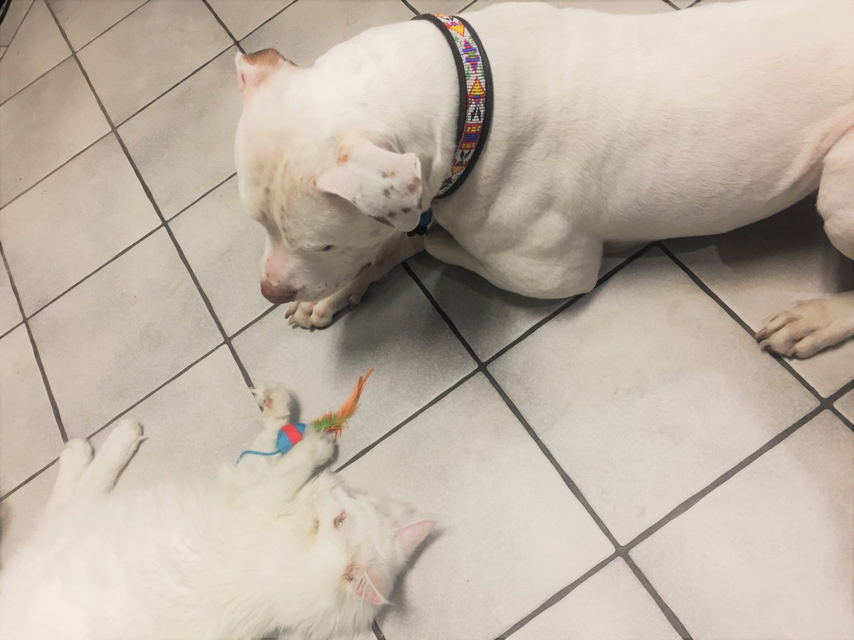 PouVetGroup's tweet image. People say cats and dogs do not usually get along, but here at PVG friendships flourish daily! #judgethedeednotthebreed #dogsandcats