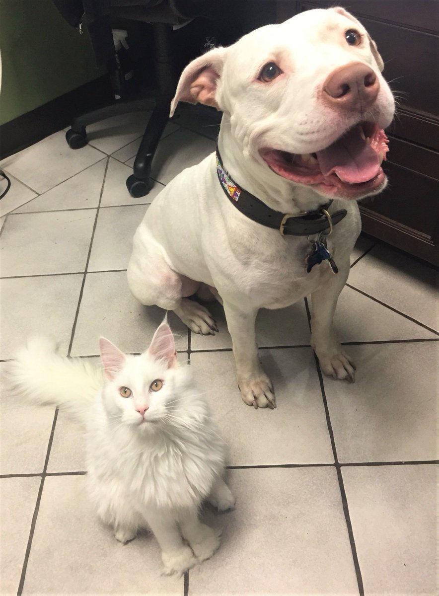 PouVetGroup's tweet image. People say cats and dogs do not usually get along, but here at PVG friendships flourish daily! #judgethedeednotthebreed #dogsandcats