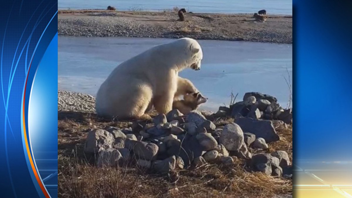 WATCH HERE Amazing video of polar bear petting eskimo dog bit.ly/2eL9HCN?utm_me… https://t.co/JMWyOGo0FA