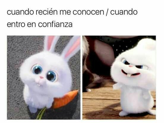 Conejosgrises • (@conejosgrises) on Twitter photo 