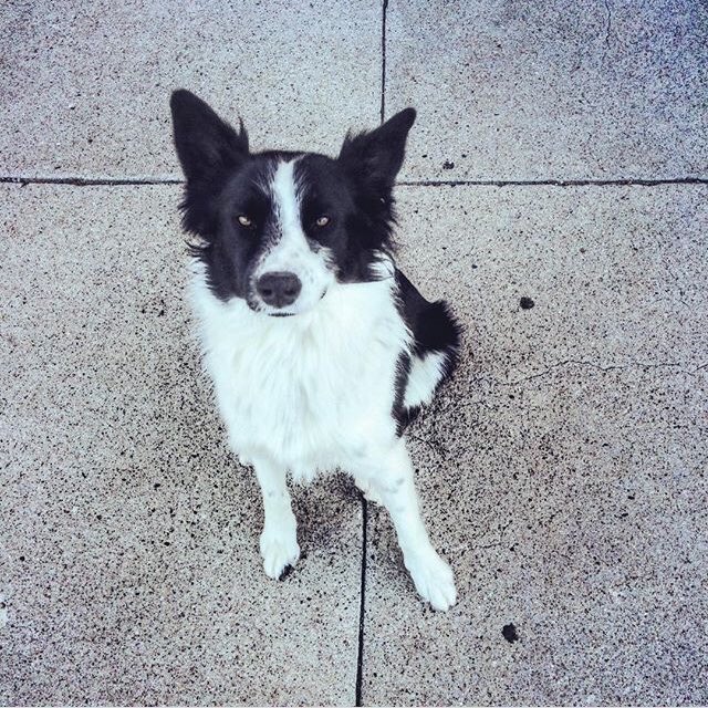 Duchess Goldblatt (duchessgoldblat) Twitter