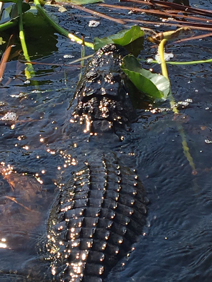 ivosmeets's tweet photo. Alligatortime @ everglades hollydaypark #incredible #wildlife https://t.co/m1ZcqqhwtG