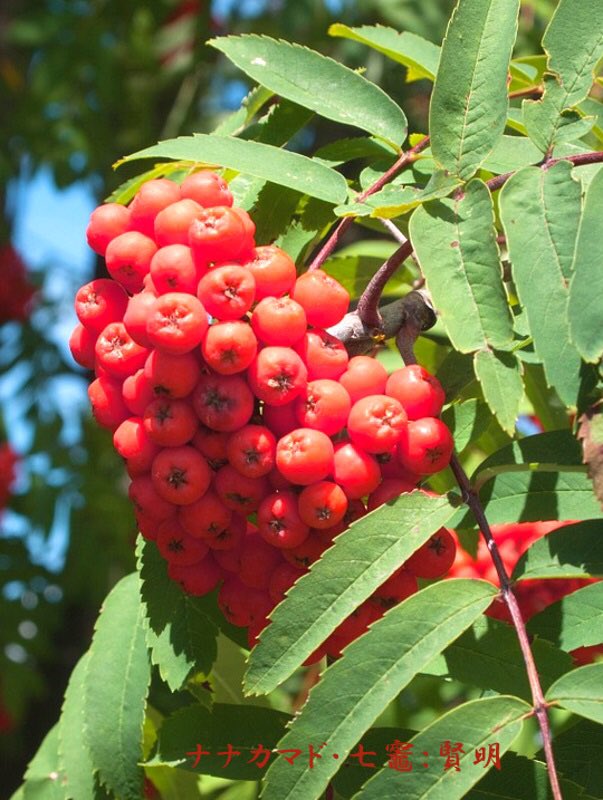 Miles スマイル 事情により休止 こんにちわ ナナカマドはこの実もそうですが 葉も綺麗な紅葉を見せてくれますね 花水木もですがそれよりずっと綺麗な紅葉 機会ありましたらそちらもどうぞ Sakuraricecake T Co Tizdwgpyoc