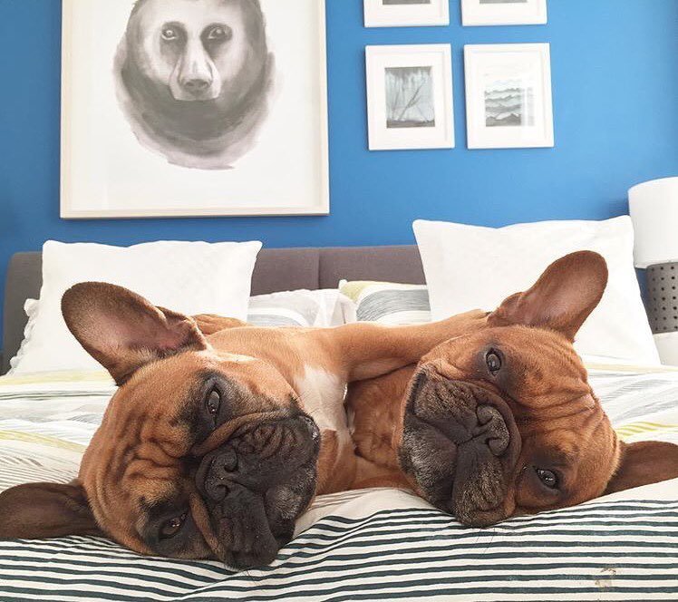 ZoomPainting's tweet photo. Little guys are loving the blue walls (@yourdogcharlie) https://t.co/Q17LmSFQpc https://t.co/6QGv8s8AuD