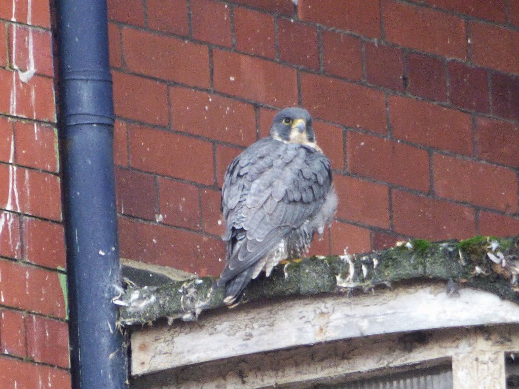 DelepChimney's tweet photo. @DerbysWildlife #Peregrine #Falcon overlooking the River Gardens at #Belper today from #Strutts Mill https://t.co/TqgWTvRkHD