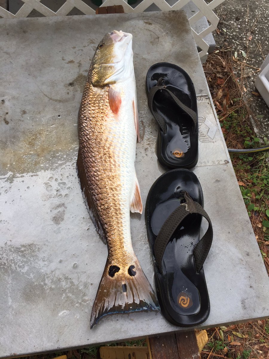 Red drum yum