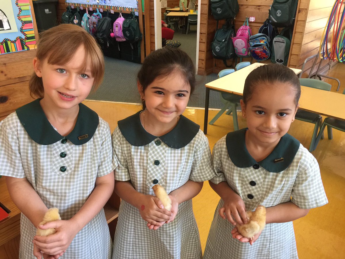 Kindergarten are loving our new "students".... Hatching chicks is so much fun!