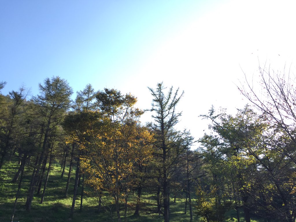 futian1's tweet photo. そろそろ紅葉の季節🍁先日行った湯布院〜別府。紅葉はもう少しだったけど、ススキが自然の光に照らされて、とってもきれいでした〜 https://t.co/wrjBMXDlH7