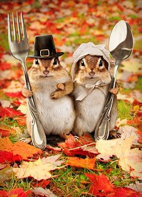 ru_hdt's tweet photo. Don’t forget that the #RUDining Halls are holding a pre-#Thanksgiving meal tonight from 4-9pm!! Go check it out and get your turkey on! https://t.co/jAxUqNe8w3