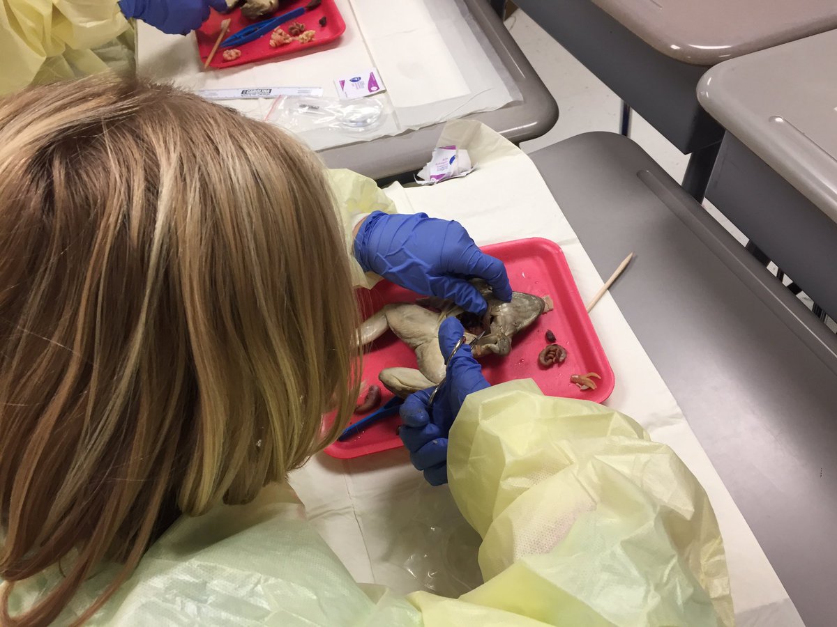 kwalker5thgrade's tweet photo. Today, the future scientists of Mrs. Walker's science class dissected frogs today. #teamdcs @TweetDCS_LES #hands-on #smelly https://t.co/3i9Ag8vPNO
