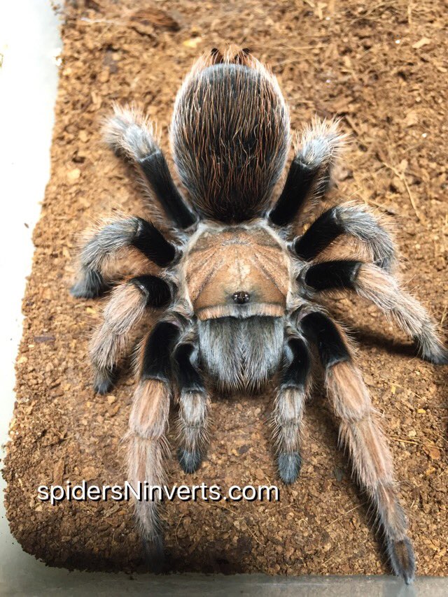 Spiders-N-Inverts tweet media