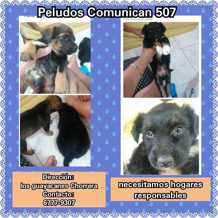 Hermanitos buscan hogares responsables rescatados el día de hoy! <a href="/chorreraciudad/">Ciudad Chorrera</a> <a href="/ProVidaAnimalP/">PRO Vida Animal Pana</a> <a href="/PatasyPies/">Patas y Pies</a> @RobaMorena <a href="/Cossio29/">Cossío :D</a>