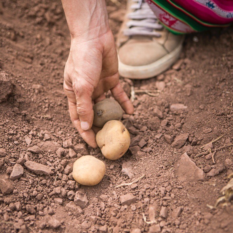 Planted these native potato seeds, in groups of three, leaving one foot distance  #crops #method #learning #farming