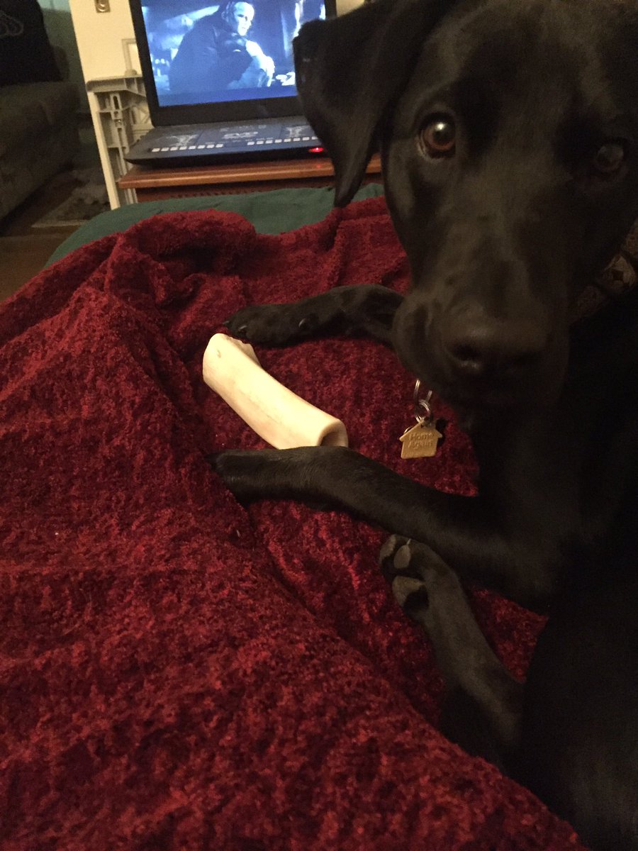derpydogVT's tweet image. What do you mean I can&apos;t bring the bone in the the bed. Whose bed is it - mine or yours? #doglogic