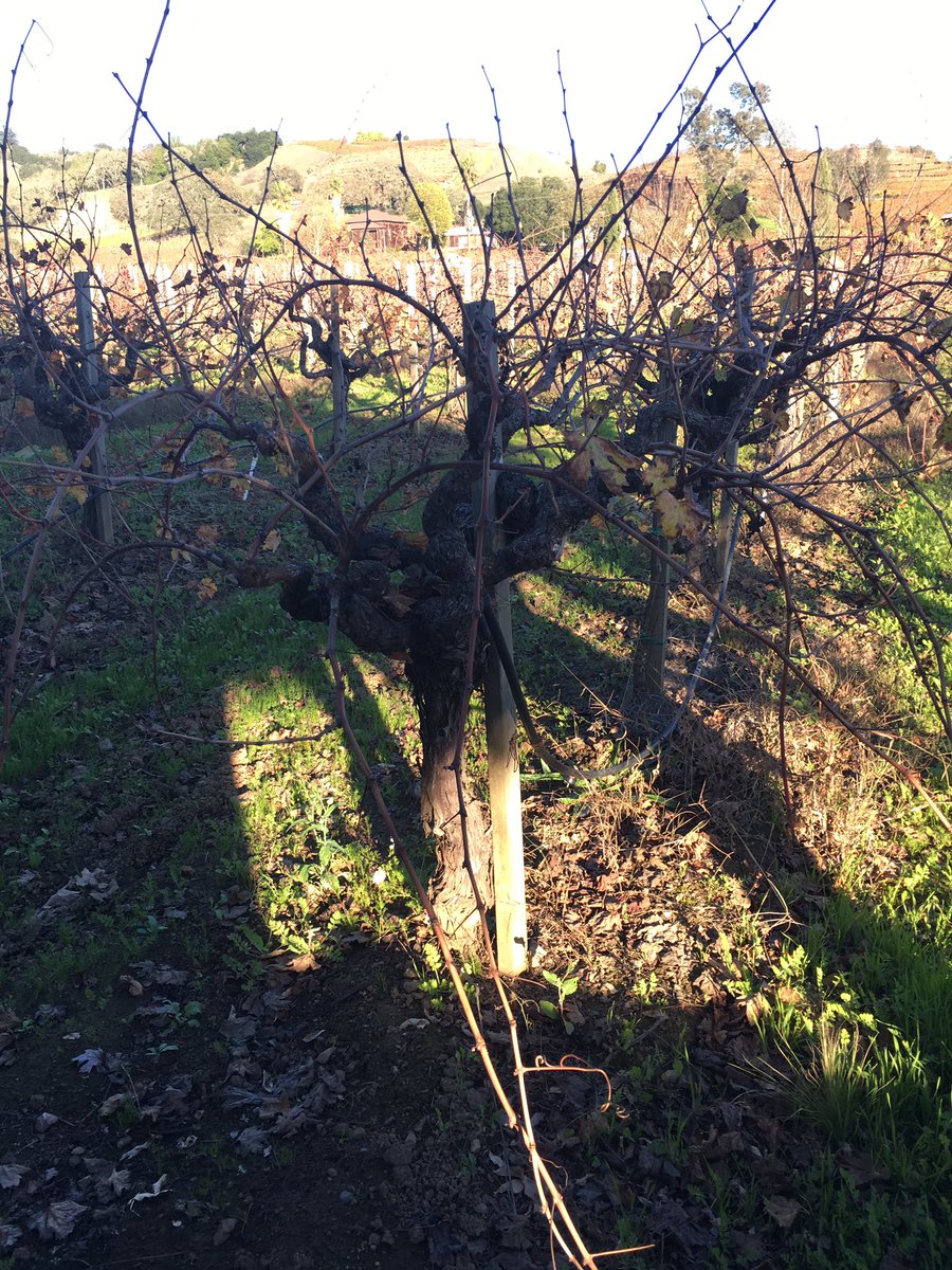 Great visit <a href="/Limerick_Lane/">Limerick Lane</a> today. Small but mighty in the Zin department. Yum!