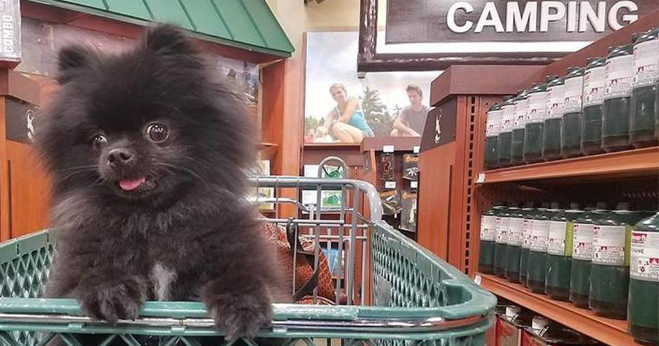 Share your #GanderDogs photos for your chance to win your own doggy prize pack! #entry - sot.ag/5Bzjq
