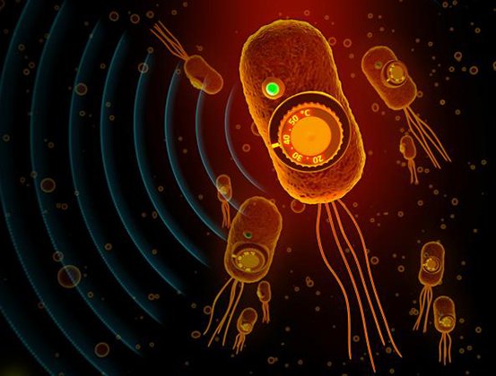 temokvoice's tweet photo. #HeatActivated #MolecularSwitches for Precise #ControlledDelivery of #Bacterial Therapeutics ....
https://t.co/DTCHz8vyd9 https://t.co/zKFPR12jlE