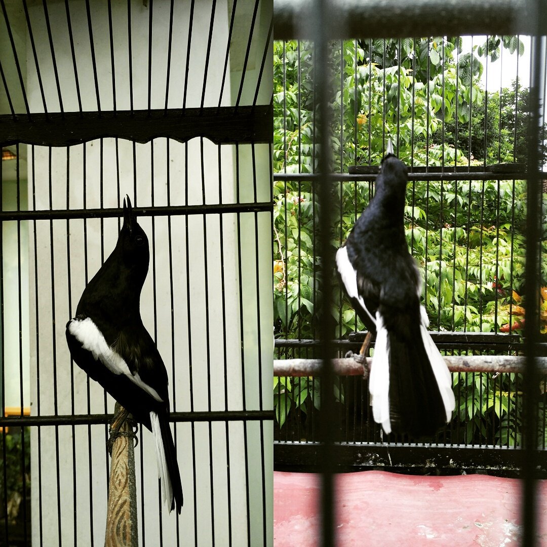 Uzivatel Hb Seven Na Twitteru Mbagong Ngobra Ok Minat Pcb