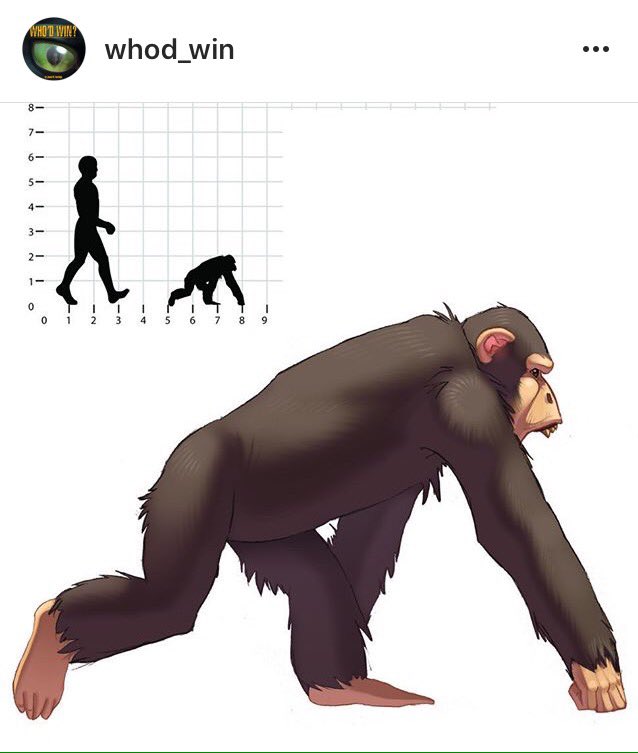 whod_win's tweet photo. Chimpanzee's are great at working together as a #team. They'll band together and scream to scare off #predators. https://t.co/u2f0gcQGQS