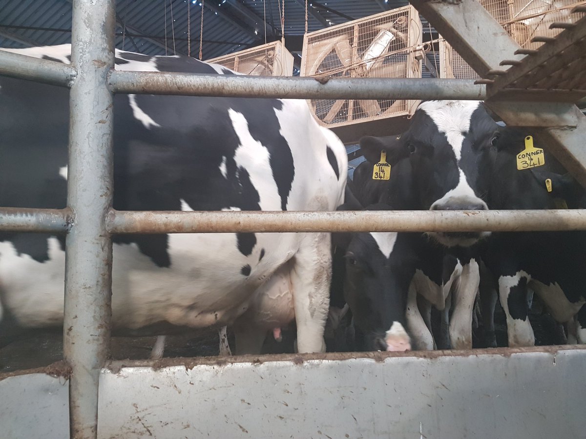 Cheers_Jessica's tweet image. @CapeTalk @faircapedairies #CEO #Interview #FreeMarketSystem #Consumers #excitingTimes #ServingYou #MeltLoubser #Farming #InTheBoardroom