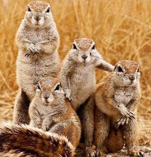 ScottWarner18's tweet image. These squirrels look they bout to drop the dopest album of all-time.